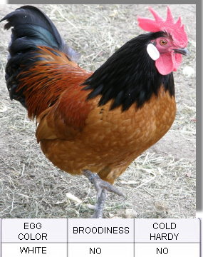 Chicken Breed Chart Poster