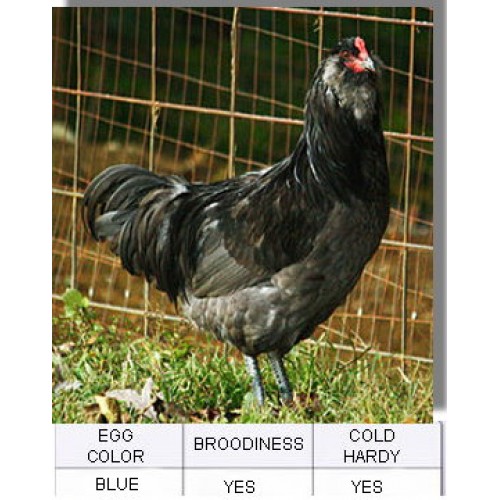 Ameraucana Chicken Color Chart