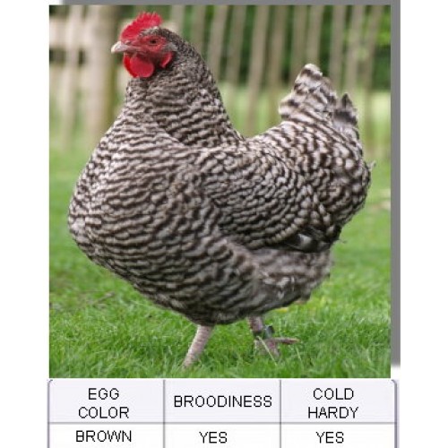 Plymouth Barred Rockchicks